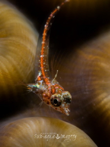 A very small Triple Fin Blenny approx 6mm in length.  Ful... by Jan Morton 
